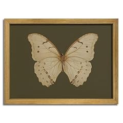 Beige Butterfly