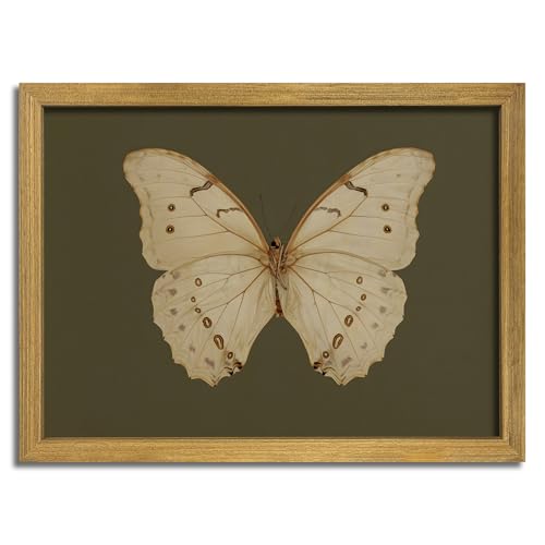 Wood Framed Butterfly Wall Art, Vintage Butterfly...
