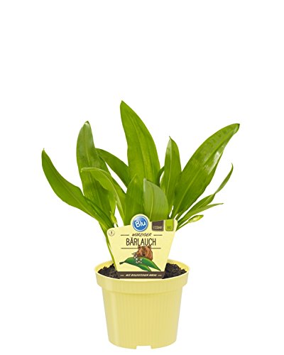 Bio Bärlauch (Allium ursinum) Kräuter Pflanzen aus nachhaltigem Anbau (1 Pflanze je im 12cm Topf)