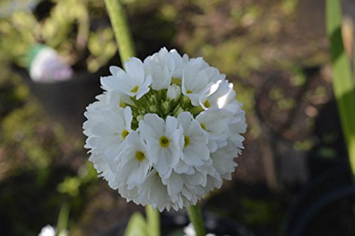 Primula denticulata 'Alba' 9cm Pot Size x 3