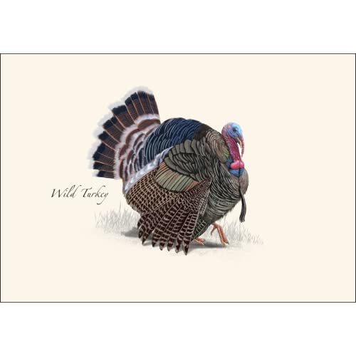 Image of Earth Sky + Water - Wild Turkey Notecard Set - 8 Blank Cards with Envelopes