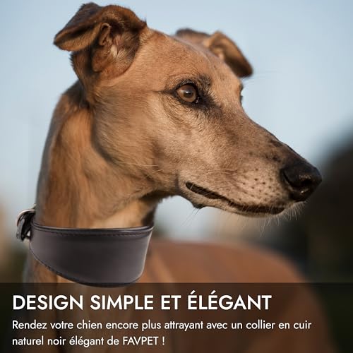 Collier en cuir pour lévrier de haute qualité avec QR code d'identification