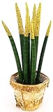 SANSEVERIA CYLINDRICA COULEUR LIFE DORÉE EN VASE CORTECCIA DE BETULLA, plante véritable