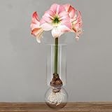 Chalily Amaryllis Bulbs Kit: Apple Blossom in Stunning Custom Glass Vase NO Messy Soil Necessary Indoor Flowers and Blooms Many Color Options Red, Pink, White Wax Waxed Amaryllis Bulb Bulk