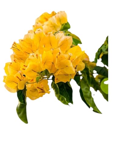 Planta natural Buganvilla AMARILLA, Bougainvillea, Bouganvillea, 90-100 cm. Planta trepadora vigorosa de vivos colores, resistente al sol, ideal para muros y pérgolas. Segura Garden.