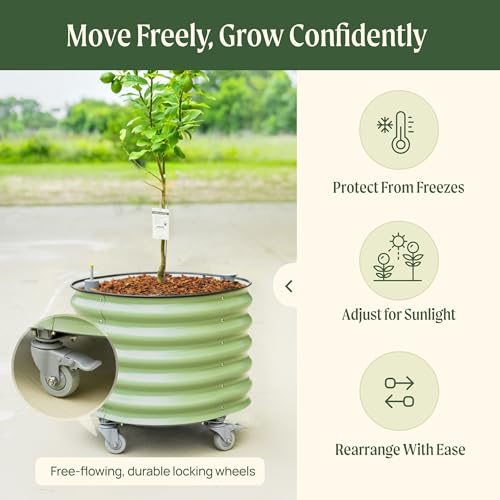 Image of Rolling Citrus Tree Planter Gen 3, Self-Watering 24 inch Wide Round Large Plant Pots for Lemon Trees Tomatoes Flowers, Raised Garden Beds with Wheels for Outdoor Patio Porch, 30 Gallon, Modern Gray