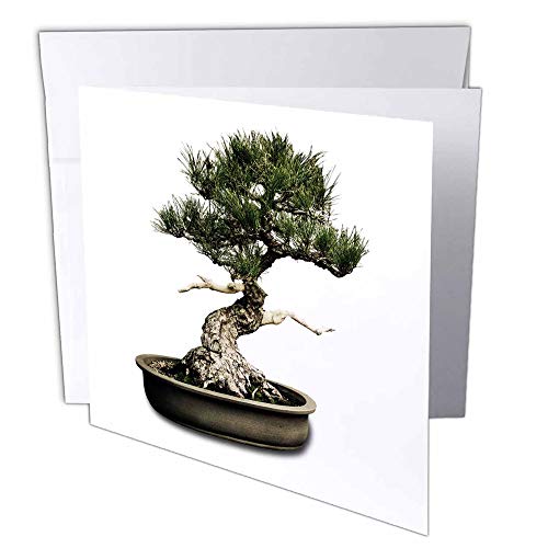 3dRose ~ - O[eBOJ[hA6 x 6C`A12Zbg (gc_12649_2)