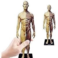 Amazon.co.jp: Aoguzhao 人体モデル 人体模型 30cm 男性 女性 1:6 人体 Amazon.co.jp: Aoguzhao 人体モデル 人体模型 30cm 男性 女性 1:6 人体