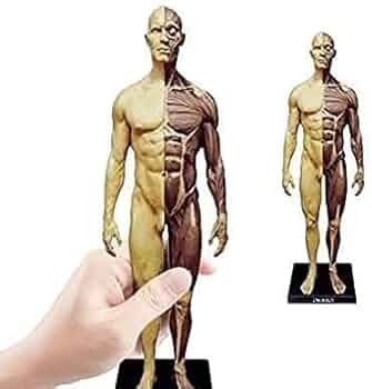 【未開封】HUMAN BODY Crown 精密人体構造モデル 1/6スケール Yahoo!オークション - 精密人体構造モデル HUMAN BODY 人体模型