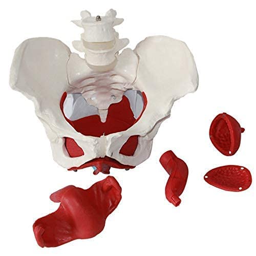 Model Anatomii Pnia, Model Miednicy Żeńskiej Z Ruchomymi Narządami, Rozmiar Naturalny, Anatomia Miednicy I Miednicy Żeńskiej, Model Zasobów Kości Medycznej Ludzkiej