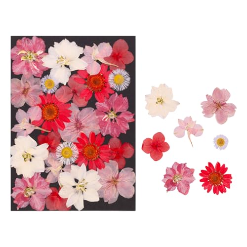 Flores secas naturales prensadas para manualidades miniatura 4