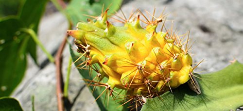 Yellow Golden Dragon Fruit Pitaya Pitahaya Hylocereus Megalanthus Seeds 15 Pcs #TOP1