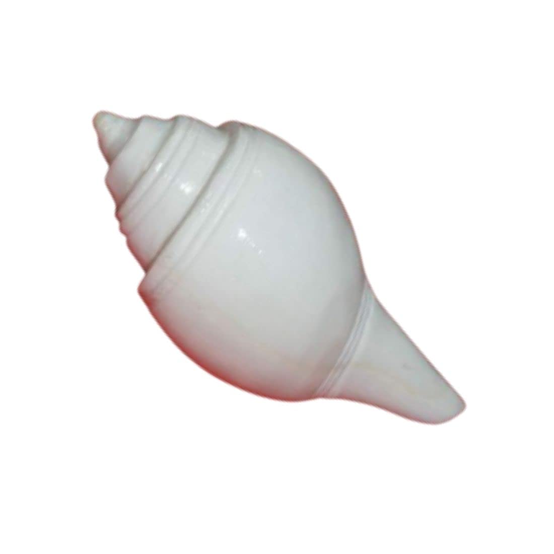 Indian Collectible Puja Jal Shankh | Original Muschel, Pooja Jal Shankha | 8,9 cm (1 Stück)