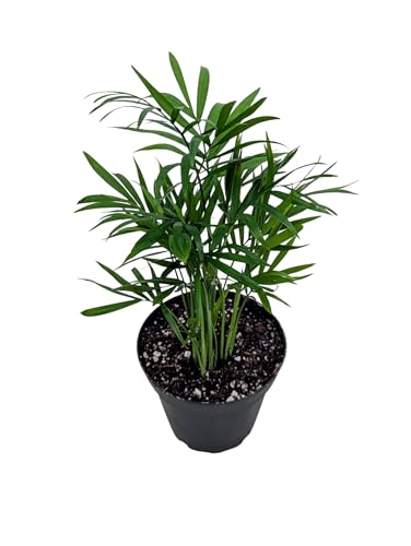 Live Parlor Palm Plant in 4 Inch Pot, Indoor Tropical House Plant, Chamaedorea Elegans