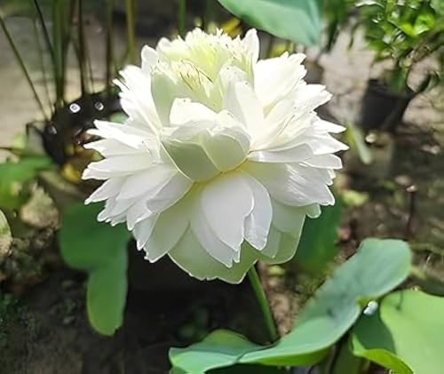 Image of Very Beautiful All Season Pink+White Water Lotus(Pack Of-2) /Water Kamal /Water Lily Plant (TUBER) Original Hybrid Veriety Blloming With In 30 Days For Outdoor & Indoor Live Plant.