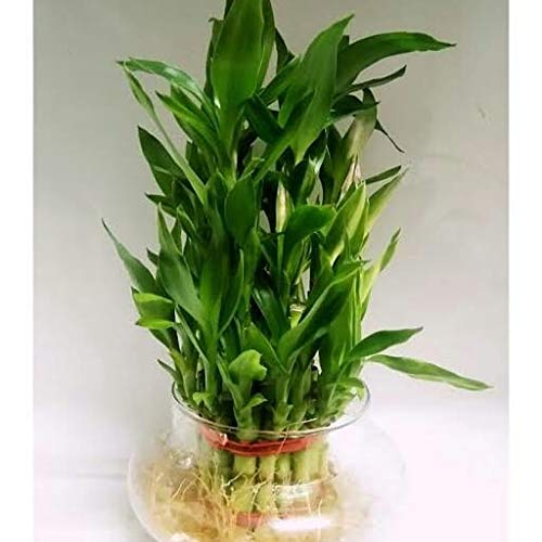 greenhomecare 2 Layer Lucky Bamboo Plant with Glass Pot (B07MT4CBZT) Amazon Price History, Amazon Price Tracker