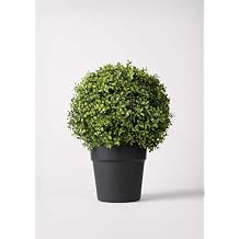 Radial Indoor/Covered Outdoor Faux Boxwood Topiary Plant in Pot - 22"
