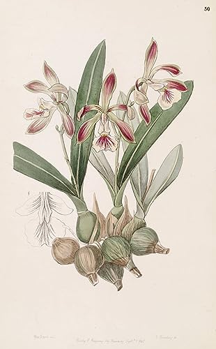 Pintura sobre lienzo Encyclia pyriformis cuadro clásico decorativo 60x90cm