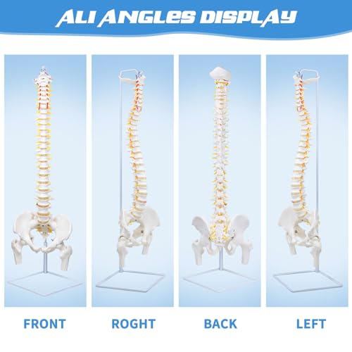 Image of Flexible Spine Model, 34.6 inch Life Size Spinal Cord Model Flexible Anatomical Spine with Vertebrae, Nerves, Arteries, Lumbar Column and Male Pelvis for Science Study or Patient Education