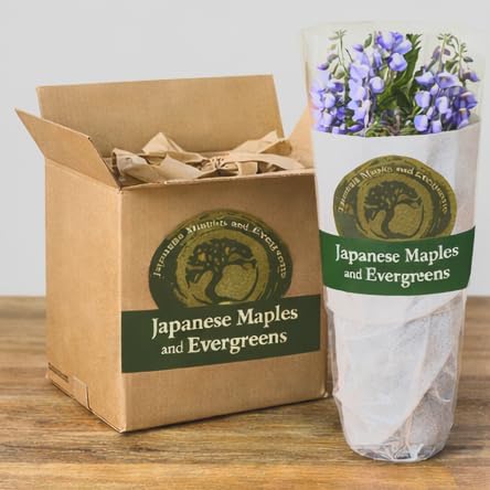Blue Moon Wisteria Vine - Massive Foot Long Fragrant Flowers - Attract Hummingbirds - 2 - Year Plant by - Japanese Maples and Evergreens - Thumbnail 4