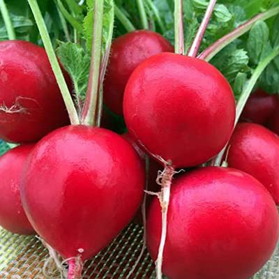 Golden Hills Farm Hybrid Radish Red Round Vegetable 500+ seeds (B095Z6VLJR) Amazon Price History, Amazon Price Tracker