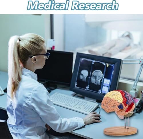 Anatomiczny model ludzkiego mózgu dla neuronauki - rozmiar życia, oznaczony kolorami, odłączany do nauki medycznej i psychologii