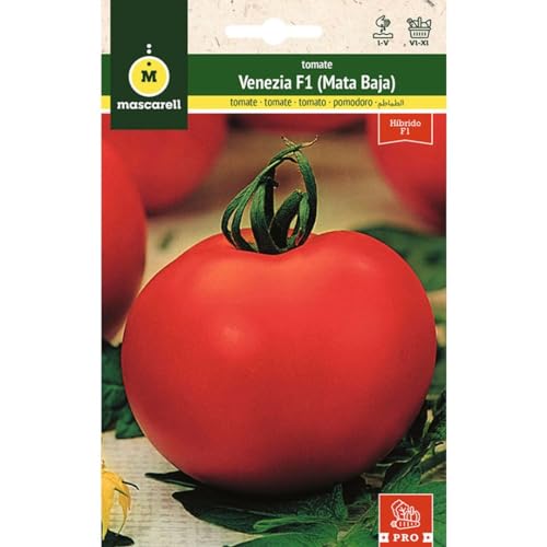 Mascarell Semillas, TOMATE, Semillas Huerto, TOMATE VENEZIA HF1 (DETERMINADA-MATA BAJA), Crea tu Propio Huerto Urbano y Cultivo en Casa, Plantas Hortícolas, 0.07 Gramos