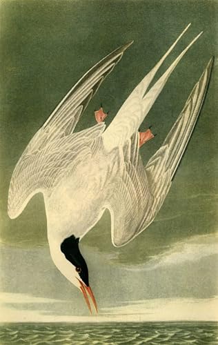 Toile Sterne Arctique Audubon pour Décoration Salon Moderne et Atmosphère Apaisante