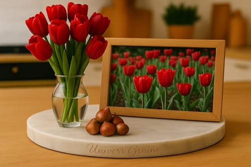 Lot de 10 Bulbes de TULIPE ROUGE - Bulbe de printemps - Calibre 10/11 - Fleur Jardin - 857