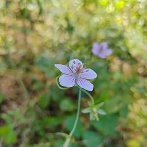 Generic Storchschnabel Samen Mehrjährig Winterharte 10pcs