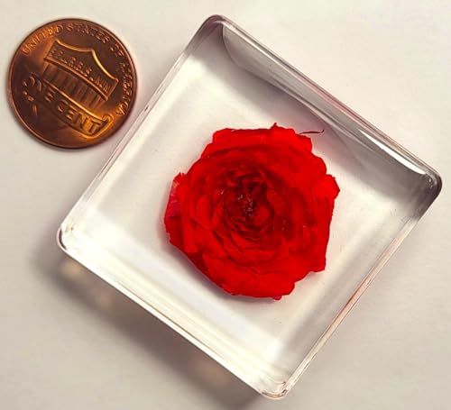 Image of 38mm Small Red Rose Flower in Crystal Clear Lucite Resin Specimen Botanist Herb Herbarium Crafts Collection for Botany Science Education & Desk Ornament Display Small Paperweight