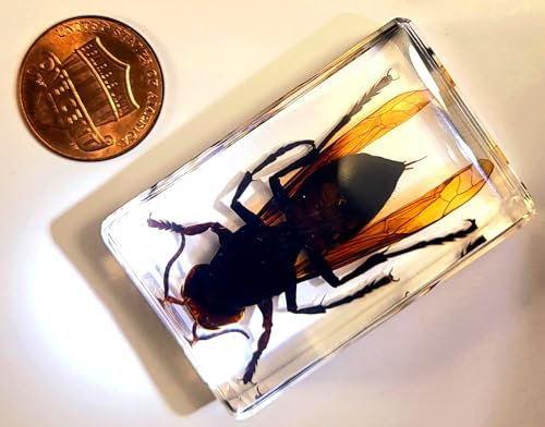 Image of 44mm Real Asian Giant Hornet in Crystal Clear Lucite Resin Crafts Specimen Preserved Various Animal Insect Bug Taxidermy Collection for Biology Science Education & Desk Ornament Display Supplies