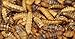 Bugs for Birds! North American-Raised Better Than Mealworms - Dried BSF Larvae - Natural Chicken Feed Supplement/Wild Bird Treats - for Healthy Eggs and Feathers! (2lbs)