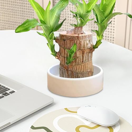 Brazilian Wood Glückspflanze Mit 2 Mönchsstatuen - Luftreinigende Zimmerpflanze