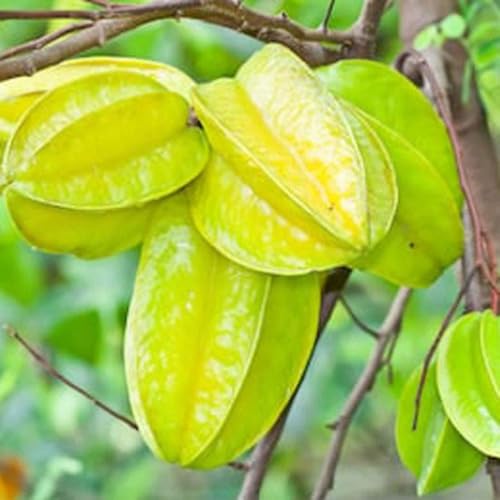 Image of All-Time 12 Months Hybrid GRAFTED Live Fruit Plant Original & Authentic Organic Tree for Outdoor Fast-Growing Fruit Plant Home Gardens Pack Of-1 (Ster Fruit Plant, Medium)