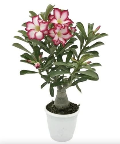 Pink Desert Rose Live Plant - Vibrant Blooming Succulent - Desert Rose Plant Live - 4-6 Inches Tall Starter Houseplant - Ideal for Home Gardens and Indoor Decor