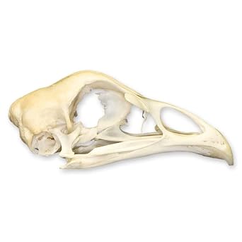 Skulls Unlimited Real Chicken Skull A Quality