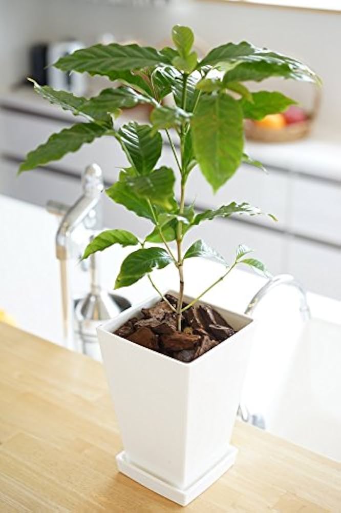 アラビカ種② コーヒー苗木　コーヒーの木　コーヒー 日本花キ流通 観葉植物 cot コーヒーの木 3.5号鉢 珈琲 アラビカ