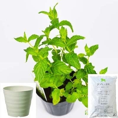 Amazon Co Jp ペパーミント 栽培 セット ハーブ 軽量 プラスチック 鉢 プランター アイボリー Diy 工具 ガーデン