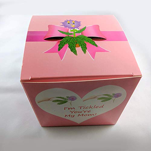Tickleme Plant Mother's Day Gift Box Set - To Grow The Plant That Closes Its Leaves When You Tickle It Or Blow It A Kiss. It Even Grows Pink Flowers. Grows Indoors Year Round. #TOP3