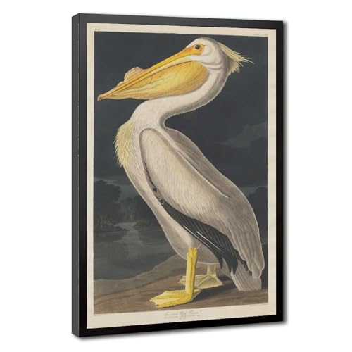 Toile pélican blanc américain John James Audubon tableau déco salon cadre suspendu