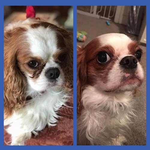 Squishface Tear Stain Paste - Cleans Dog Tear Stains - 2 Oz, Great for Long Hair Dogs Such as Poodles, Terriers and Maltese, Manufactured in USA