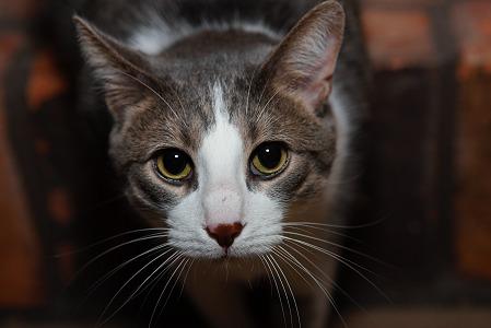 Best Pro SLR Camera to Date