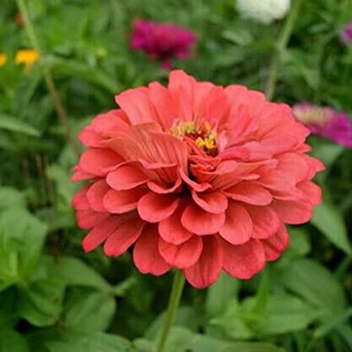 PERZOE 60 piezas de semillas de Zinnia para plantar al aire libre, semillas de Zinnia de colores brillantes con flores de verano para la decoración del jardín del hogar Semillas