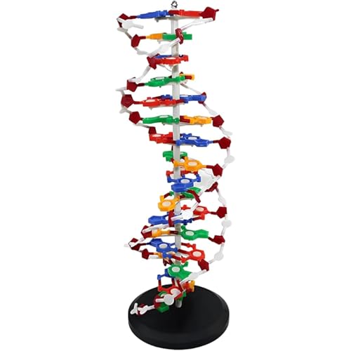 DNA Double Helix   Kit de modelo molecular desmontable y giratorio para un mejor aprendizaje, ideal para educación médica y enseñanza científica