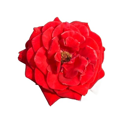 Hybrid Tea Rose Plants, 'Evelyn Fison', 1 x Full Plant in a 5 Litre Pot, Rose Bush, Garden Ready and Ready to Plant, Premium Quality Roses