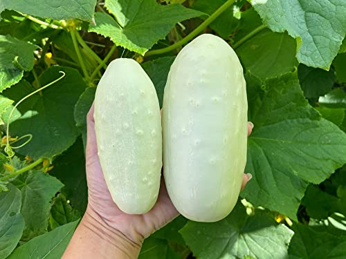 White Wonder Cucumber Seeds For Planting, 50+ Heirloom Seeds Per Packet, (Isla's Garden Seeds), Non Gmo Seeds, Botanical Name: Cucumis Sativus, Great Home Garden Gift #TOP5