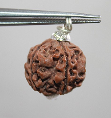 Indianstore4All Indianstore4All 5 Face Rudraksha Pendant/ 5 Mukhi Rudraksha Pendant |Certified| #TOP1