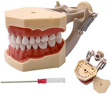 Standard Dental Typodont Model, YOUYA DENTAL Demonstration Teeth Model Dental Model Teaching Study Tools Typodont Articulated Anatomy Model with 32 Removable Teeth- Plastic Jaw