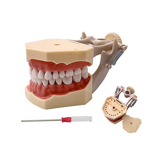YOUYA DENTAL TM-460 Anatomy Typodont - Modelo educativo con dientes desmontables para enseñanza y estudio